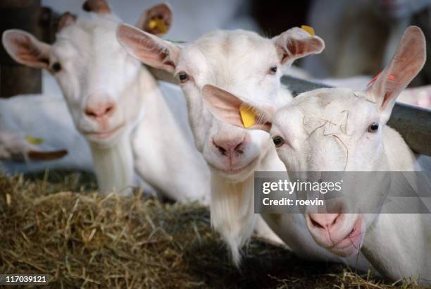 dairy goats - goat head photos et images de collection