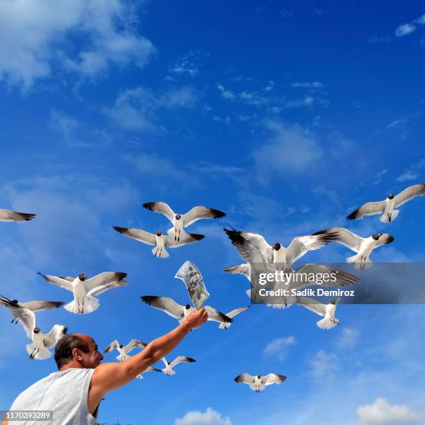 close up mid adult man feeding flock of seagulls - catching money stock pictures, royalty-free photos & images