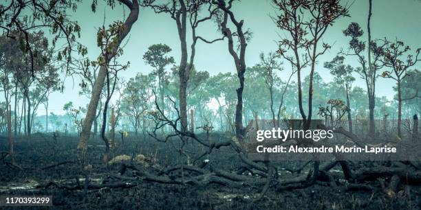 burnt down amazon tropical rain forest, richest ecosystem on earth destroyed to ashes for cow grazing and soya crops - amazon rainforest stockfoto's en -beelden