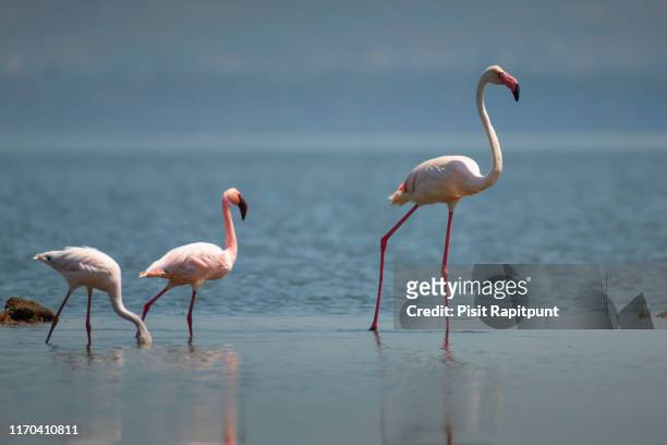 greater flamingo in lake nakuru national park ,kenya. - lesser flamingo stock pictures, royalty-free photos & images