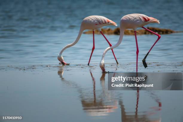 greater flamingo in lake nakuru national park ,kenya. - lake nakuru nationalpark stock-fotos und bilder