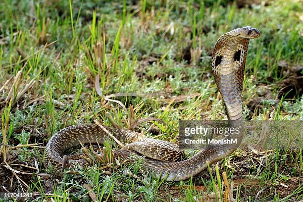 watching with intent - cobra snake stock pictures, royalty-free photos & images