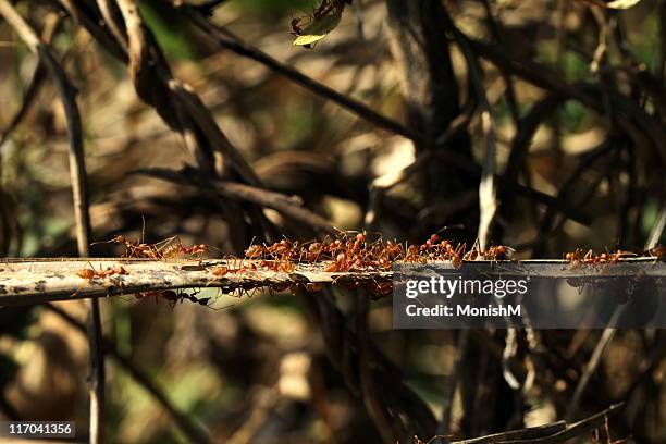 Hunsuru Image 24 Hunsur Stock Photos, High-Res Pictures, and Images - Getty Images