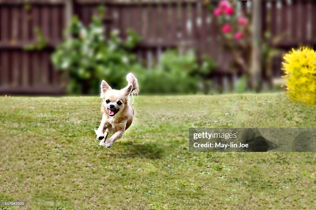 Chihuahua dog running