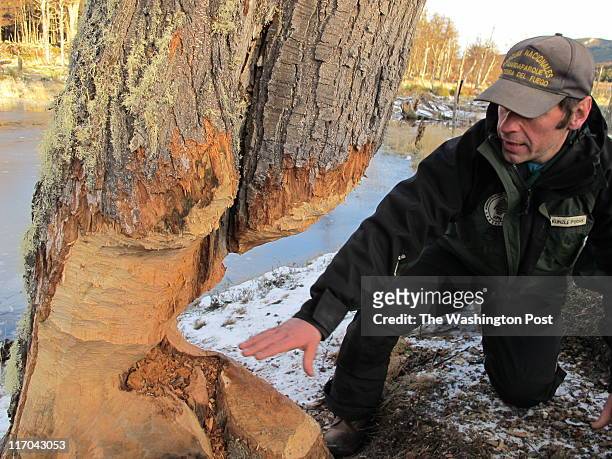 Pablo Kunzle, park ranger in Tierra del Fuego National Park, on Argentinaâ?Ts southernmost fringe, shows off the trunk of a tree whittled down by...