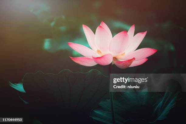 夏天盛開的荷花 - water lily 個照片及圖片檔