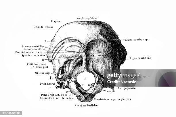 142 Ilustraciones de Hueso Occipital - Getty Images 142 Ilustraciones de Hueso Occipital - Getty Images