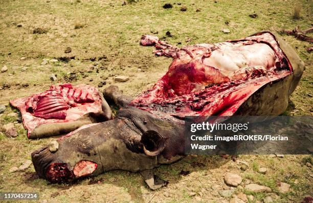 poached white rhino, poaching, kruger national park, south africa - poaching animal welfare 個照片及圖片檔