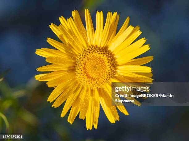 flower, yellow oxeye daisy (buphthalmum salicifolium), nature reserve isarauen, upper bavaria, bavaria, germany - buphthalmum salicifolium stock pictures, royalty-free photos & images