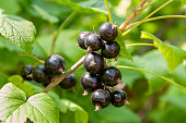 A bouquet of blackcurrant berries on a branch with leaves close-up.