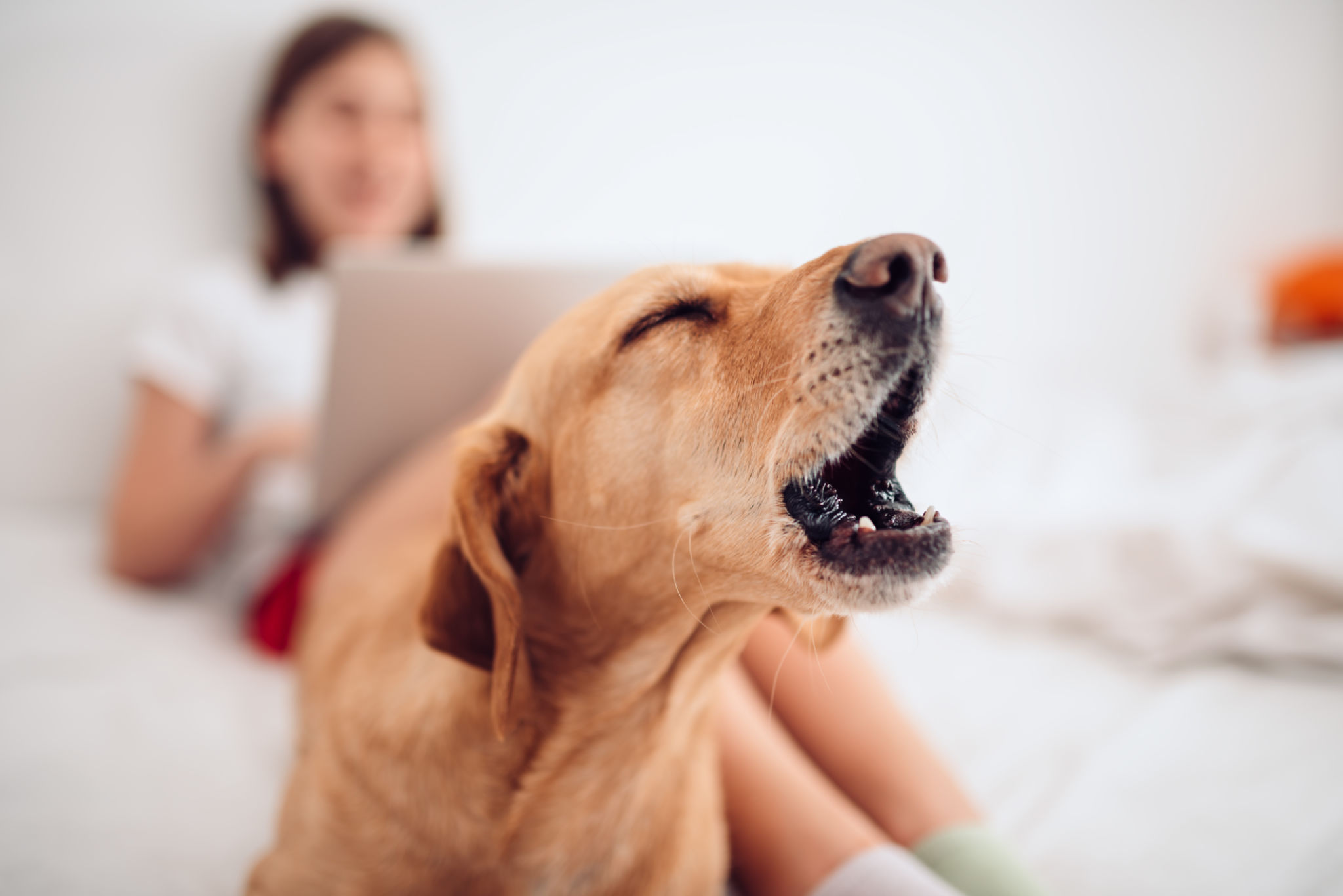 Dog lying on the bed and barking Dog lying on the bed and barking