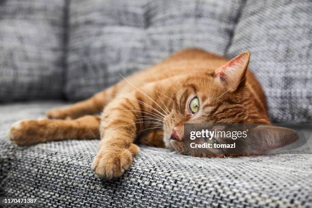 alert cat on sofa - ginger cat stock pictures, royalty-free photos & images