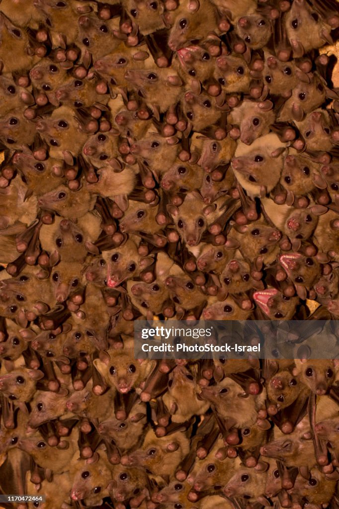 Egyptian fruit bat (Rousettus aegyptiacus)