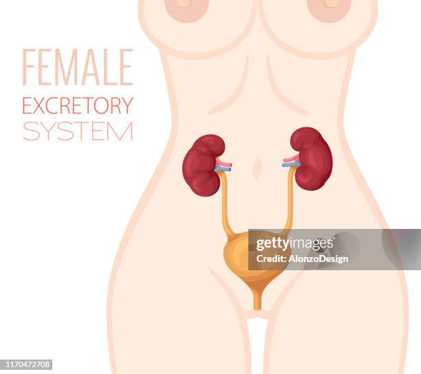 ausscheidungssystem anatomie. weiblicher körper. - human-digestive-system-diagram stock-grafiken, -clipart, -cartoons und -symbole