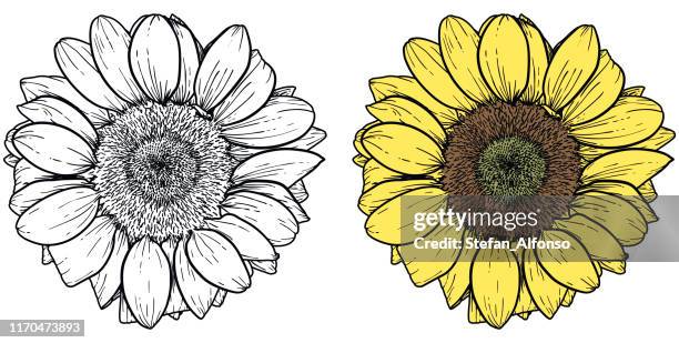 stockillustraties, clipart, cartoons en iconen met vector tekening van zonnebloem in twee versies, zwart-wit en kleur - sunflower