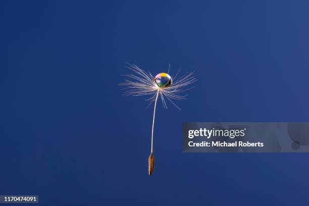 close up of dandelion seed floating in the air with droplet of water - paardebloemzaad stockfoto's en -beelden