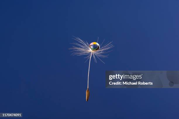 close up of dandelion seed floating in the air with droplet of water - dandelion seed stock pictures, royalty-free photos & images