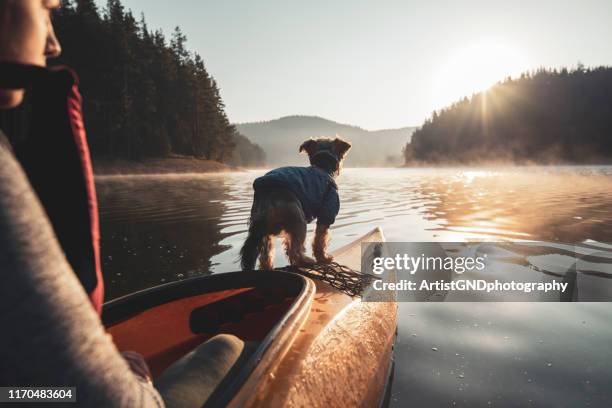 achteraanzicht van de vrouw en haar hond aan de rand van de kajak - avontuur stockfoto's en -beelden