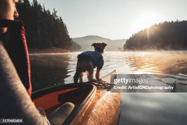 achteraanzicht van de vrouw en haar hond aan de rand van de kajak - summer kayaking stockfoto's en -beelden