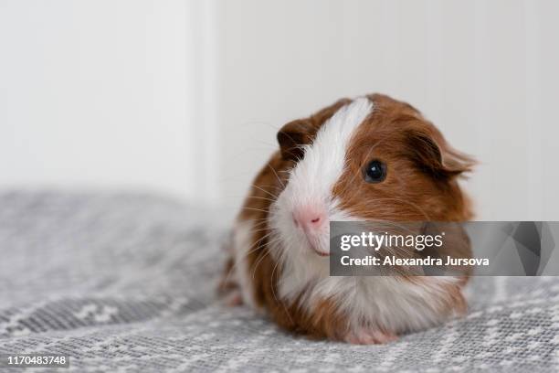 guinea pig sheltia (red-white), young animal - cute pet stock pictures, royalty-free photos & images