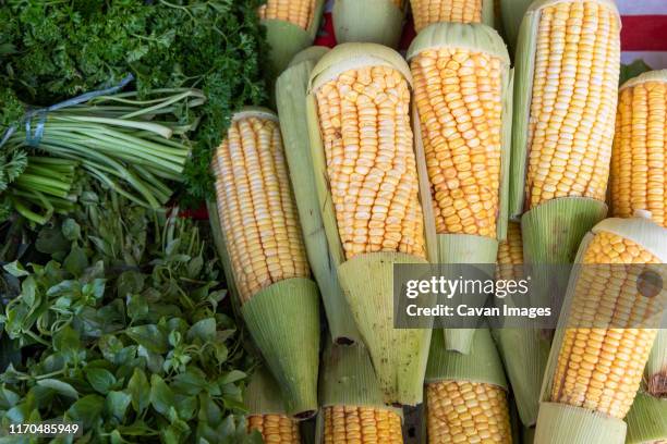 fresh corn and vegetables for sale on street market in botafogo - botafogo stockfoto's en -beelden