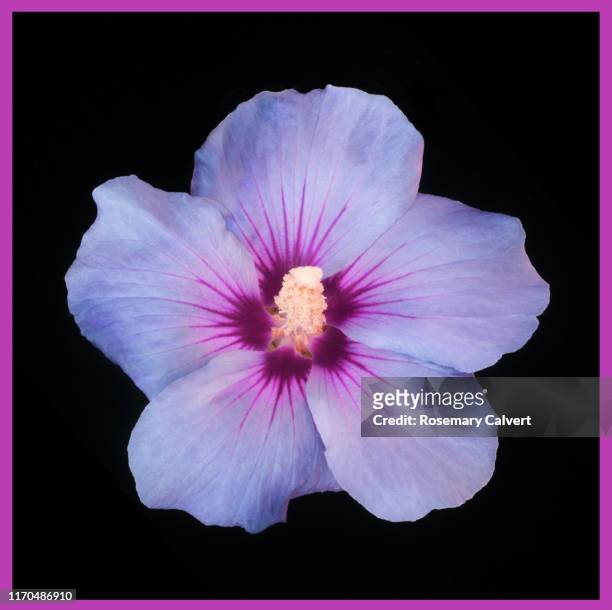 blue hibiscus syriacus on black square with purple border. - purple petal stock pictures, royalty-free photos & images