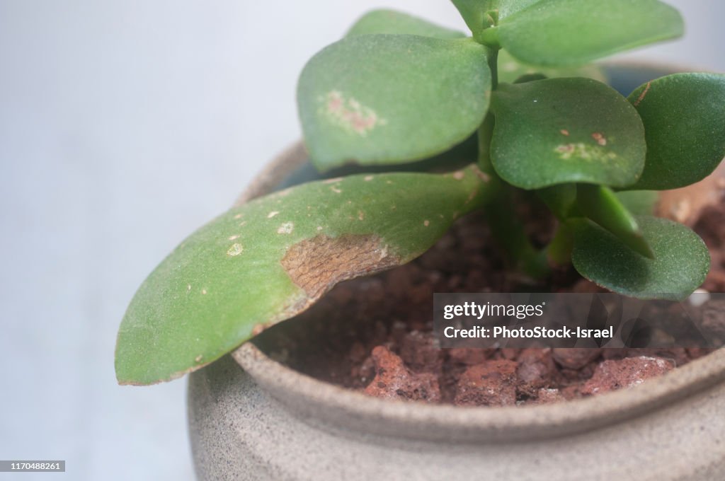 Succulent leaf damaged by Silverleaf whitefly