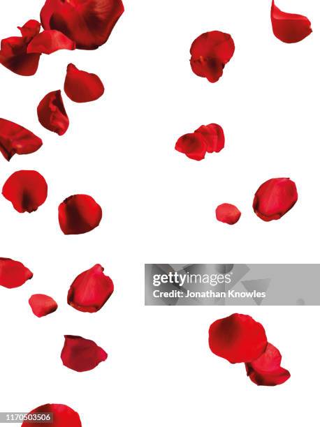 falling red petals - rosa foto e immagini stock