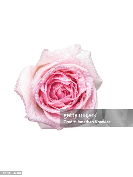single pink rose - rose colored stock pictures, royalty-free photos & images
