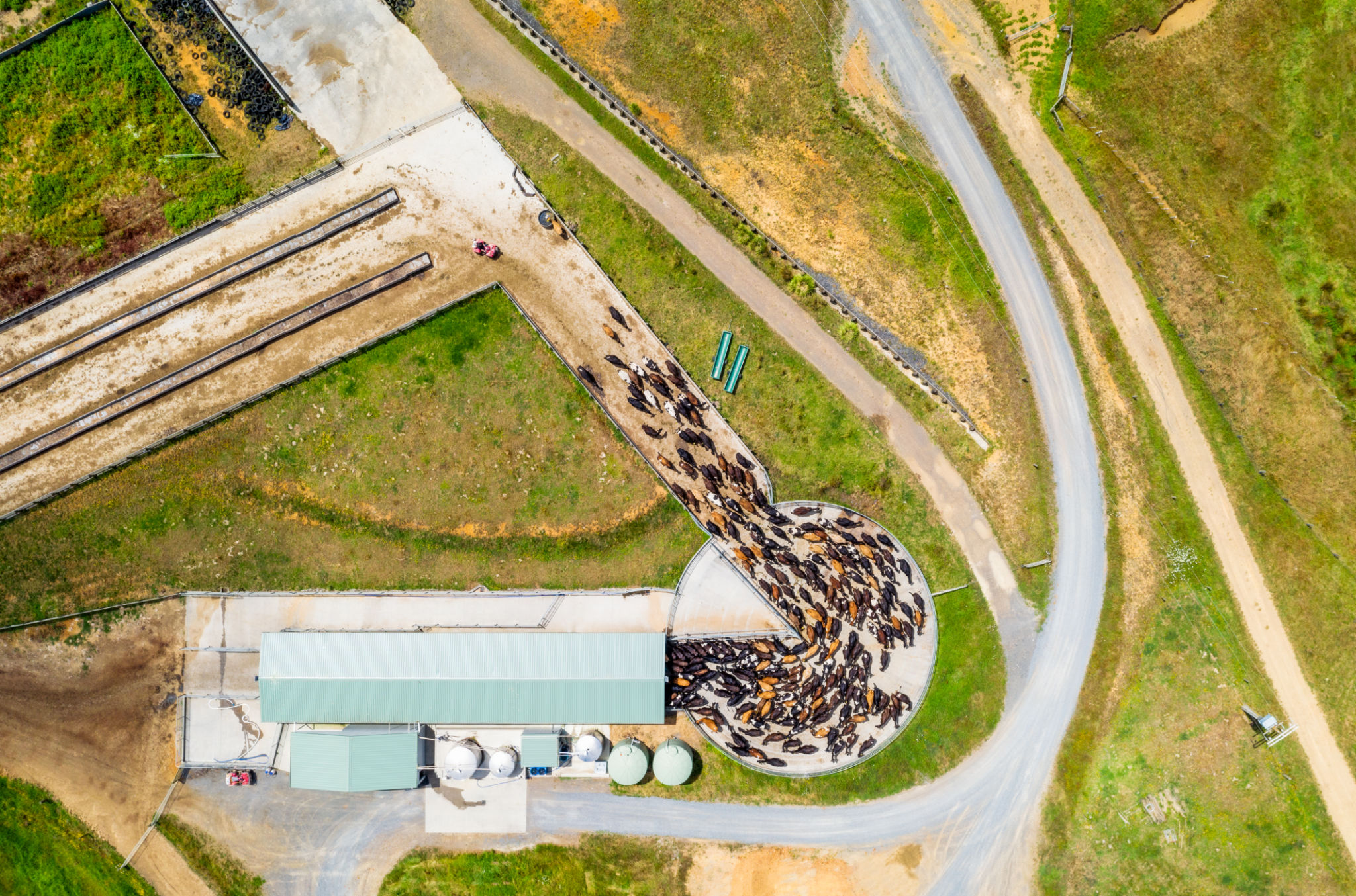 Dairy farm milking - directly above Dairy farm milking - directly above
