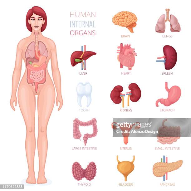 illustrations, cliparts, dessins animés et icônes de corps féminin humain avec des organes internes - digestive system
