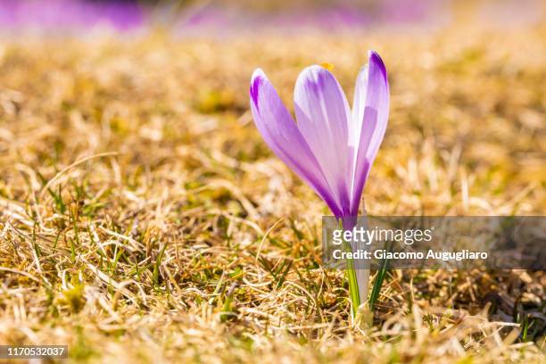 3,631 Saffron Flower Photos and Premium High Res Pictures - Getty Images