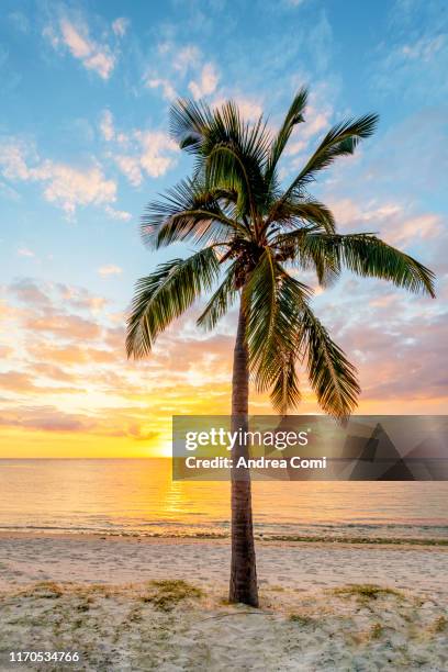 tropical sunset with a palm tree in foreground - mauritius beach stock-fotos und bilder