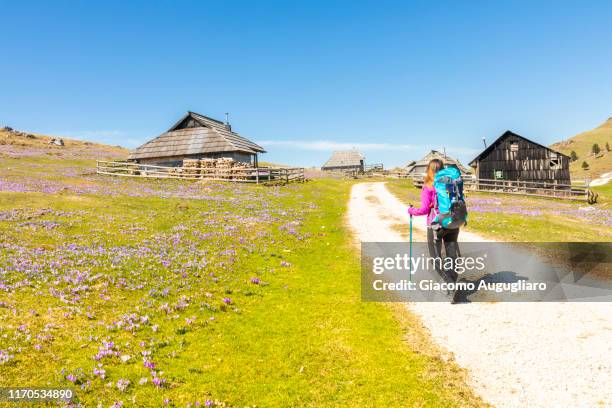 young woman hiking in an old shepherd village at velika planina during crocus flowering, stahovica, upper carniola region, slovenia, europe - shepherds staff stock pictures, royalty-free photos & images