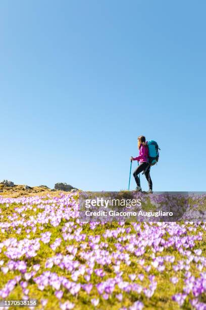 young woman hiking in velika planina during crocus flowering, stahovica, upper carniola region, slovenia, europe - krokus stockfoto's en -beelden