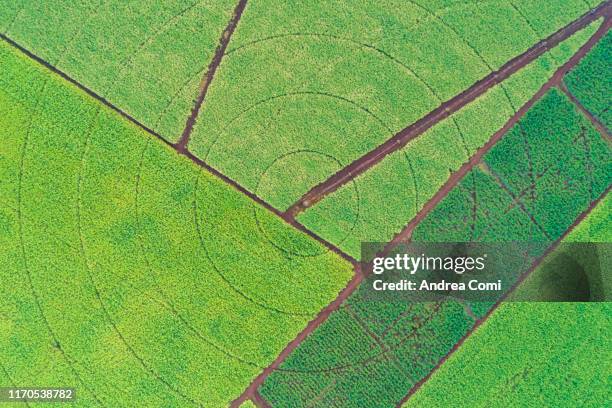 aerial view of sugar canes cultivation - sugar cane field stock-fotos und bilder