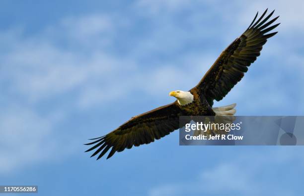 wild bald eagle flies overhead - eagles foto e immagini stock
