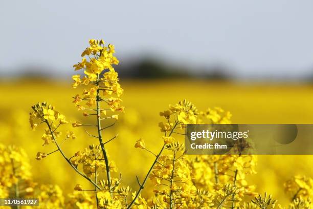 rapeseed field - canola seed stock pictures, royalty-free photos & images