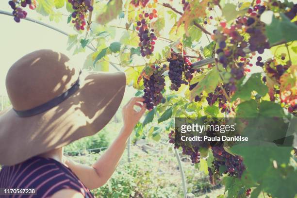 picking grapes - gelderland stock pictures, royalty-free photos & images