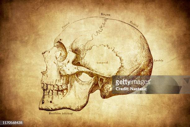 ilustrações, clipart, desenhos animados e ícones de ossos humanos do crânio com etiquetas - sutura