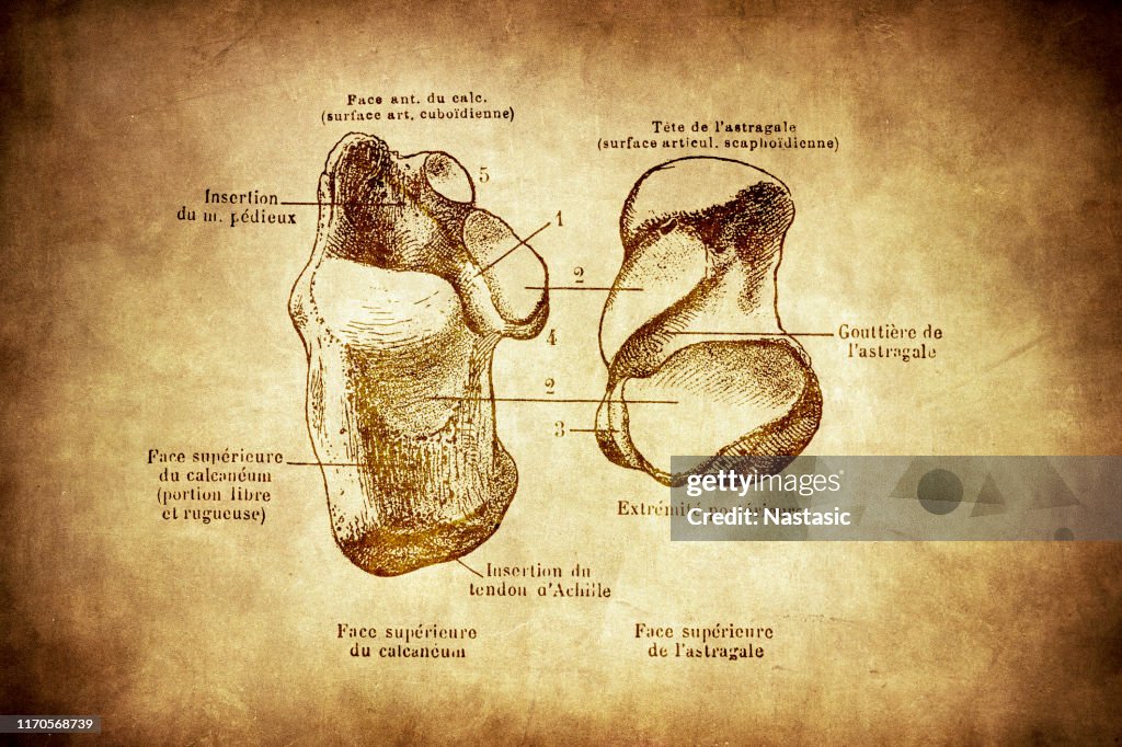 Calcaneus Bone Calcaneus Bone Joint High-Res Vector Graphic - Getty Images