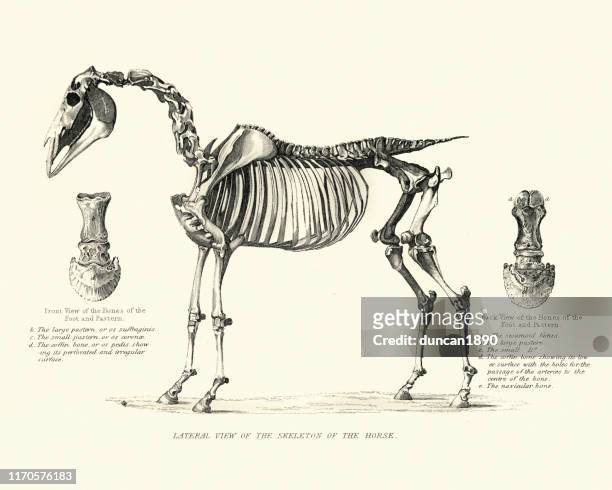 ilustraciones, imágenes clip art, dibujos animados e iconos de stock de esqueleto de un caballo, grabado del siglo xix - animal body part