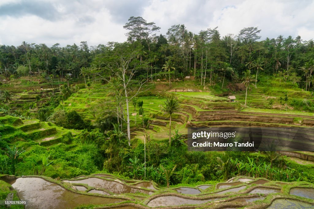 Tegallalang rise terraces in Ubud, Bali Island, Indonesia