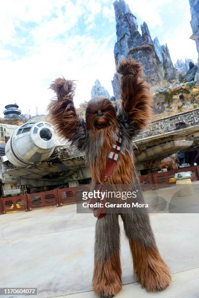 Star Wars character Chewbacca poses in front of the Millennium Falcon at the Black Spire Outpost at the Star Wars: Galaxy's Edge Walt Disney World...
