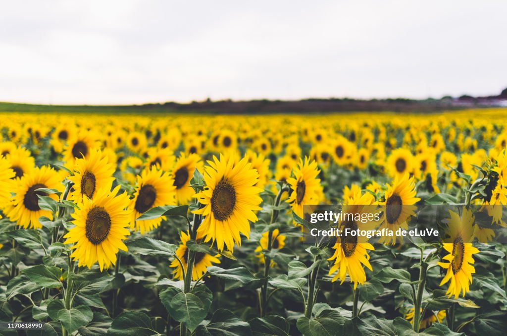 Scenic View Of Sunflower Field Against White Background