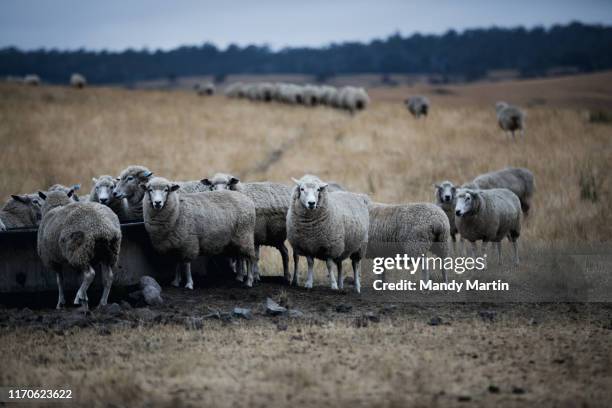 a flock of sheep - launceston stock pictures, royalty-free photos & images