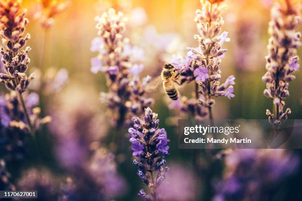 in a field of lavender - launceston australien stock-fotos und bilder