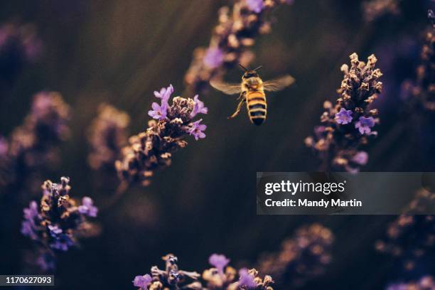 in a field of lavender - launceston australia stock pictures, royalty-free photos & images