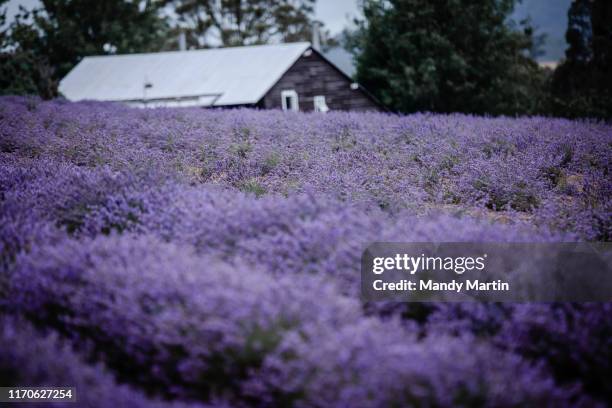 in a field of lavender - launceston foto e immagini stock