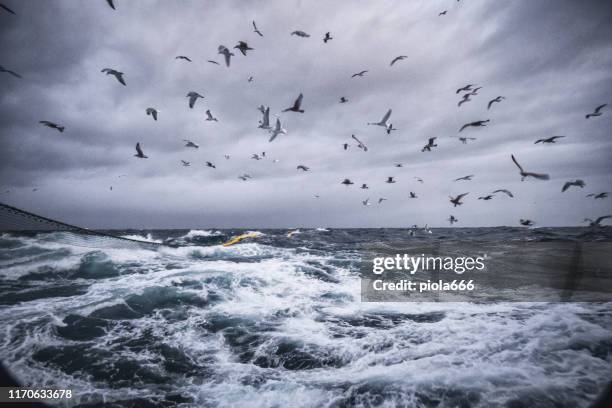 on a fishing boat trawler sailing at sea: seagulls and birds - seagull sea stock pictures, royalty-free photos & images